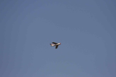 img_6051